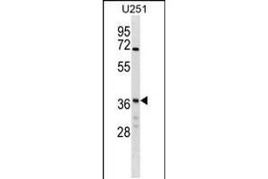 Western blot analysis in U251 cell line lysates (35ug/lane). (NAPG antibody  (AA 162-190))