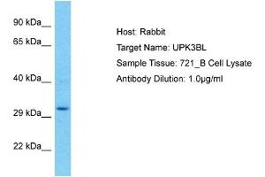 Host: Rabbit Target Name: UPK3BL Sample Type: 721_B Whole Cell lysates Antibody Dilution: 1. (UPK3BL antibody  (C-Term))