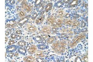 RPL8 antibody was used for immunohistochemistry at a concentration of 4-8 ug/ml to stain Epithelial cells of renal tubule (arrows) in Human Kidney. (RPL8 antibody  (C-Term))