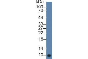 Western Blotting (WB) image for anti-beta-Thromboglobulin (beta-TG) (AA 40-113) antibody (ABIN2909757)