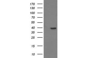 Image no. 8 for anti-Cell Division Cycle 123 Homolog (CDC123) antibody (ABIN1497388) (CDC123 antibody)