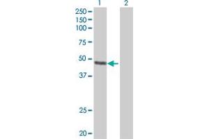 Western Blot analysis of FAIM3 expression in transfected 293T cell line by FAIM3 MaxPab polyclonal antibody. (FAIM3 antibody  (AA 1-390))