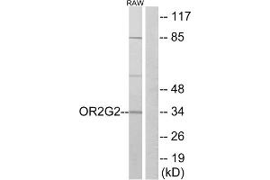 Western blot analysis of extracts from RAW264. (OR2G2 antibody  (C-Term))