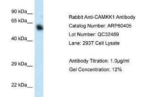 Western Blotting (WB) image for anti-Calcium/calmodulin-Dependent Protein Kinase Kinase 1, alpha (CAMKK1) (C-Term) antibody (ABIN786160) (CAMKK1 antibody  (C-Term))