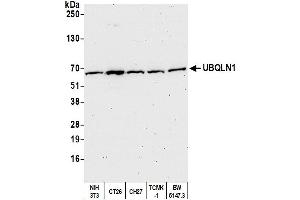 Western Blotting (WB) image for anti-Ubiquilin 1 (UBQLN1) (AA 1-50) antibody (ABIN7452656) (Ubiquilin 1 antibody  (AA 1-50))