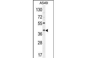 C5AR1 Antibody (Center) (ABIN654658 and ABIN2844355) western blot analysis in A549 cell line lysates (35 μg/lane). (C5AR1 antibody  (AA 175-201))