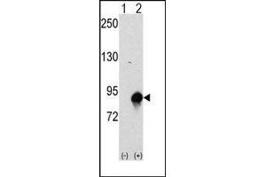 Western blot analysis of CUL4a (arrow) using rabbit polyclonal CUL4a Antibody (Cullin 4A antibody  (N-Term))