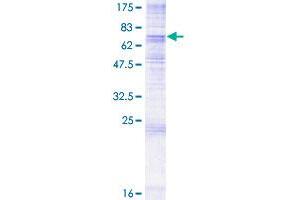 PTDSS1 Protein (AA 1-473) (GST tag)