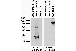 Transfected cell immunoblot: extracts of COS cells transiently transfected with HA-tagged mouse and human Mad3 ( mMad3 and hMad3, respectively) or untagged Kv2.