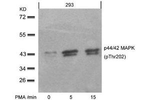 Western blot analysis of extracts from 293 cells untreated or treated with PMA for the indicated times, using p44/42 MAP Kinase(Phospho-Thr202) Antibody. (ERK1 antibody  (pThr202))