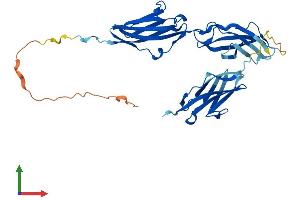 AlphaFold protein structure predicition of Human Recombinant MYBPHL Protein, UniprotID A2RUH7 (MYBPHL Protein (AA 1-354) (His tag))