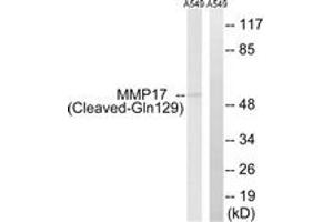 Western blot analysis of extracts from A549 cells, treated with etoposide 25uM 1h, using MMP17 (Cleaved-Gln129) Antibody.