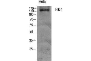 Western Blot (WB) analysis of specific cells using Flk-1 Polyclonal Antibody. (VEGFR2/CD309 antibody  (Ser7))