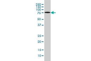 FLJ23749 monoclonal antibody (M01A), clone 3F2 Western Blot analysis of LONRF1 expression in HeLa .