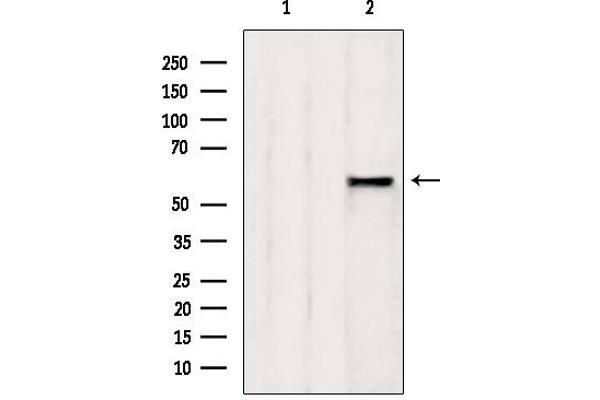 AHCYL1 antibody  (N-Term)
