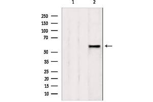 Western blot analysis of extracts from rat spleen, using AHCYL1 antibody.