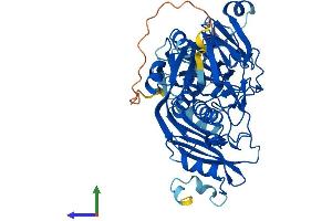 AlphaFold protein structure predicition of Mouse Recombinant Pyroxd1 Protein, UniprotID Q3TMV7