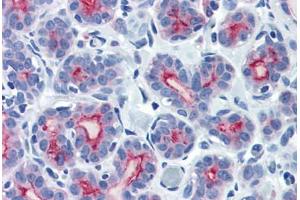 Human Breast (formalin-fixed, paraffin-embedded) stained with MUC1 antibody ABIN337385 at 10 ug/ml followed by biotinylated goat anti-rabbit IgG secondary antibody ABIN481713, alkaline phosphatase-streptavidin and chromogen. (MUC1 antibody  (C-Term))