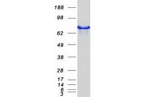 Validation with Western Blot (PLCD1 Protein (Transcript Variant 2) (Myc-DYKDDDDK Tag))