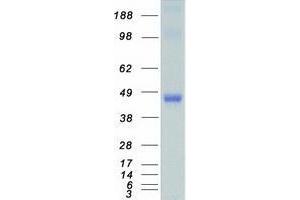 Validation with Western Blot