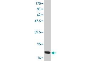 Western Blot detection against Immunogen (21 KDa) . (IL-6 antibody  (AA 29-212))