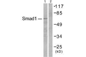 Western blot analysis of extracts from COS7 cells, treated with EGF (200ng/ml, 15mins), using Smad1 (epitope around residue 465) antibody. (SMAD1 antibody  (Ser465))
