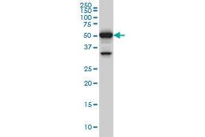 Western Blotting (WB) image for anti-Polypyrimidine Tract Binding Protein 3 (PTBP3) (AA 16-115) antibody (ABIN466157) (PTBP3 antibody  (AA 16-115))