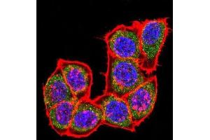 Immunofluorescence (IF) image for anti-Mitogen-Activated Protein Kinase 14 (MAPK14) antibody (ABIN3003280) (MAPK14 antibody)