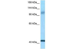 WB Suggested Anti-IARS2 Antibody Titration: 1.