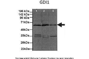 Human, Mouse (GDI1 antibody  (C-Term))