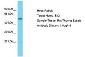 Image no. 1 for anti-E74-Like Factor 2 (Ets Domain Transcription Factor) (ELF2) (AA 151-200) antibody (ABIN6750396) (ELF2 antibody  (AA 151-200))