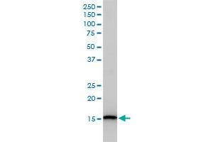 Western Blotting (WB) image for anti-Ubiquitin-Conjugating Enzyme E2D 3 (UBE2D3) (AA 1-147) antibody (ABIN563317)
