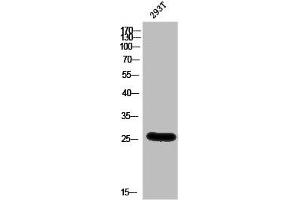 Western Blot analysis of 293T cells using BSX Polyclonal Antibody (BSX antibody  (C-Term))