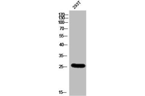 BSX Antikörper  (C-Term)