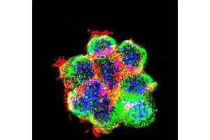 Confocal immunofluorescent analysis of CTNNB1 Antibody (C-term) with 293 cell followed by Alexa Fluor 488-conjugated goat anti-rabbit lgG (green). (CTNNB1 antibody  (C-Term))