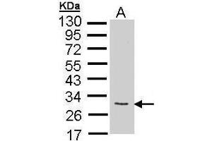 WB Image Sample (35 ug of whole cell lysate) A: synovial fibroblast 12% SDS PAGE antibody diluted at 1:1000 (FGF10 antibody)