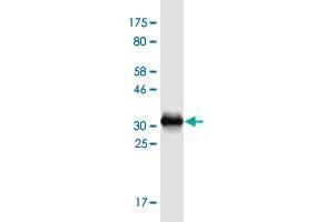 Western Blot detection against Immunogen (31. (TMSB15A antibody  (AA 1-45))