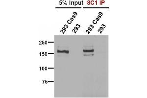 Cas9 antibody (mAb) tested by Immunofluorescence. (CRISPR-Cas9 antibody)