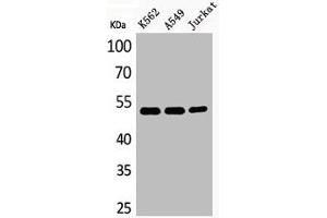 Western Blot analysis of K562A549Jurkat cells using Acetyl-Tubulin α (K352) Polyclonal Antibody (TUBA1A antibody  (acLys352))