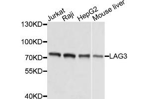 Western blot analysis of extracts of various cell lines, using LAG3 antibody (ABIN5975779) at 1/1000 dilution. (LAG3 antibody)