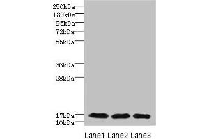 Western blot All lanes: C3orf18 antibody at 1. (C3orf18 antibody  (AA 83-162))