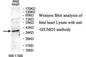 Image no. 1 for anti-Izumo Sperm-Egg Fusion 1 (IZUMO1) antibody (ABIN1577373) (IZUMO1 antibody)
