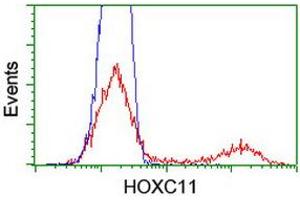 HEK293T cells transfected with either RC201475 overexpress plasmid (Red) or empty vector control plasmid (Blue) were immunostained by anti-HOXC11 antibody (ABIN2454342), and then analyzed by flow cytometry.