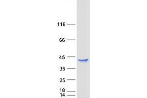 Validation with Western Blot (CLEC1A Protein (Myc-DYKDDDDK Tag))