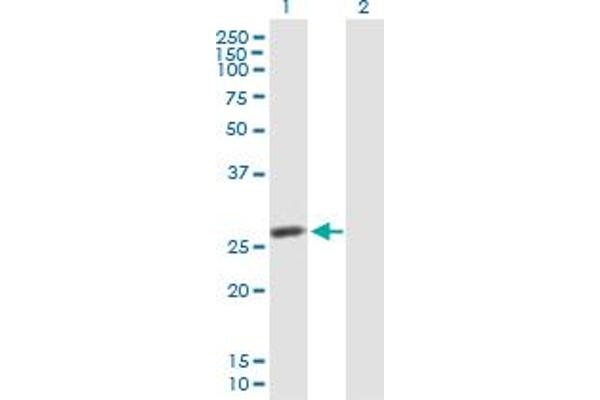 IPP Isomerase 2 antibody  (AA 1-227)