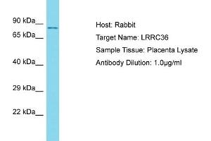 Host: Rabbit Target Name: LRRC36 Sample Type: Placenta lysates Antibody Dilution: 1. (LRRC36 antibody  (N-Term))