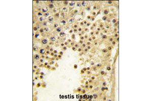 Formalin-fixed and paraffin-embedded human testis tissue reacted with FBXL11 polyclonal antibody  , which was peroxidase-conjugated to the secondary antibody, followed by DAB staining. (KDM2A antibody  (Internal Region))