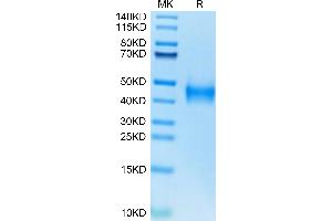 Tissue factor Protein (AA 33-251) (His tag)