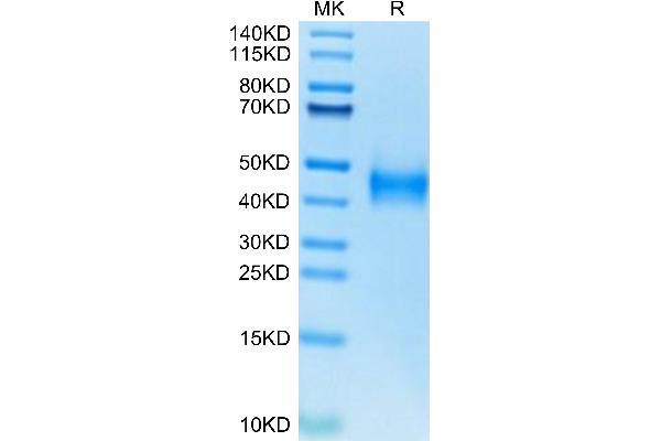 Tissue factor Protein (AA 33-251) (His tag)