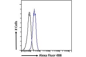 (ABIN334460) Flow cytometric analysis of paraformaldehyde fixed Jurkat cells (blue line), permeabilized with 0. (PINK1 antibody  (Internal Region))